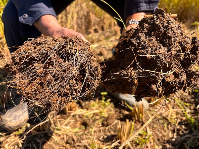 稲の根張り比較
